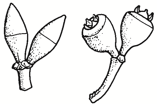 Eucalyptus dealbata