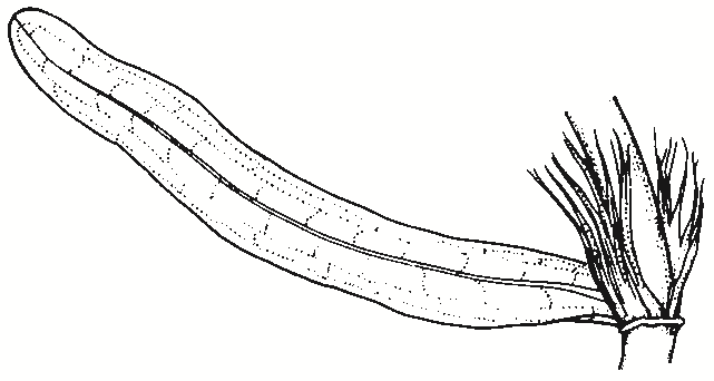 Potamogeton ochreatus