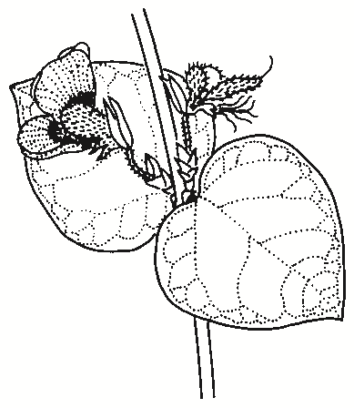 Platylobium formosum