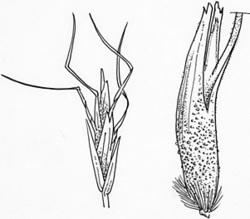 Amphibromus macrorhinus