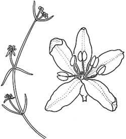 Asperula gemella
