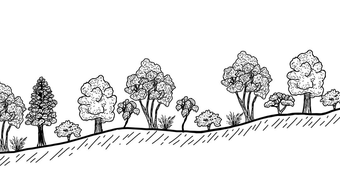 Holbrook District