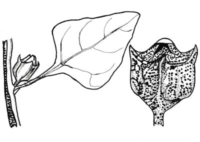 Tetragonia tetragonioides