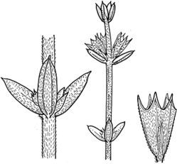 Westringia rigida