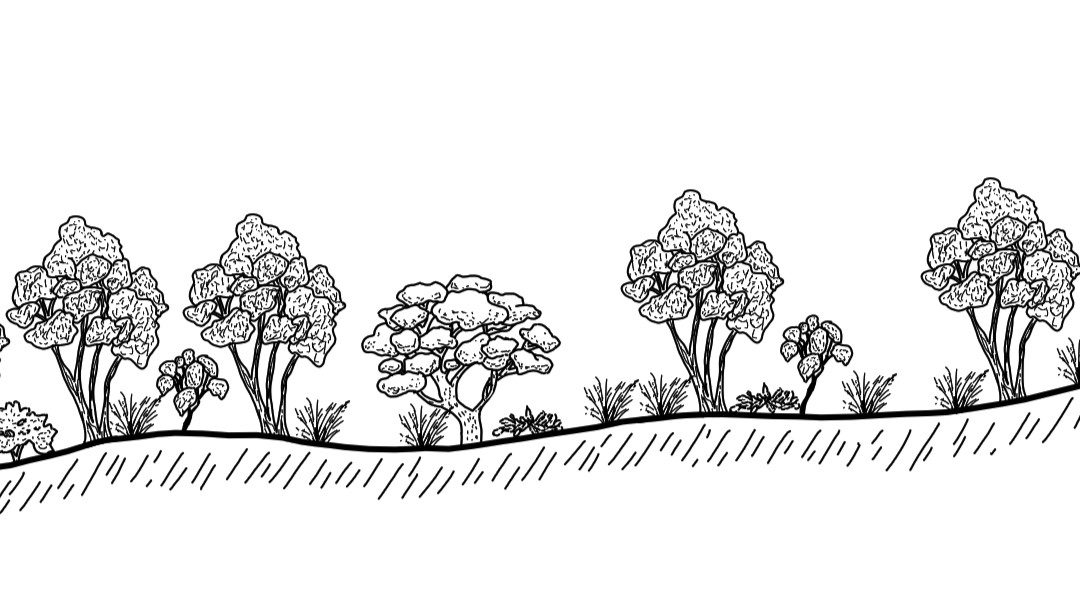 Yerong Creek – Wattle District
