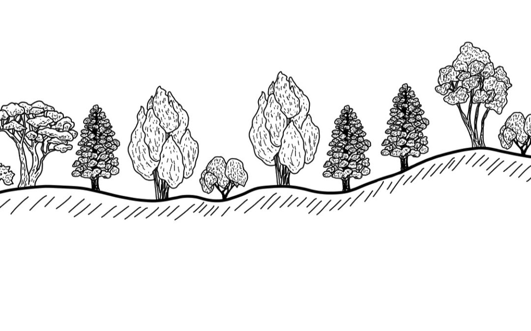Back Station – Native Dog Creek