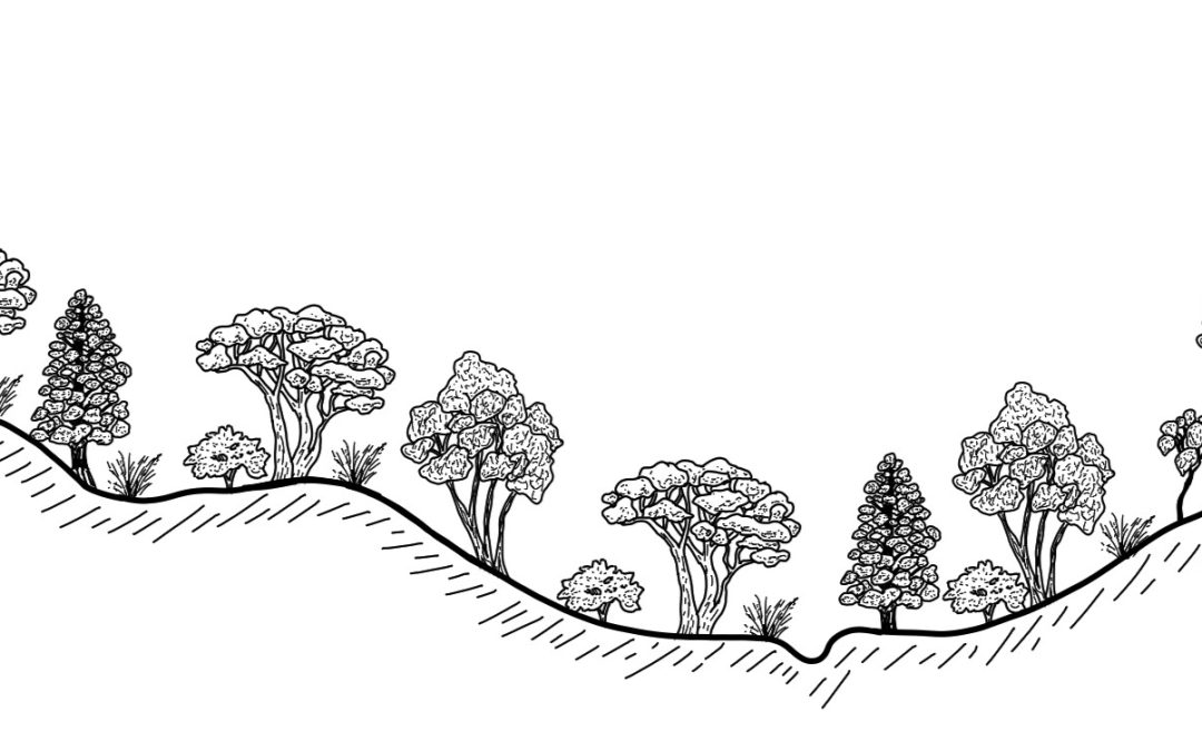 Meadow Creek