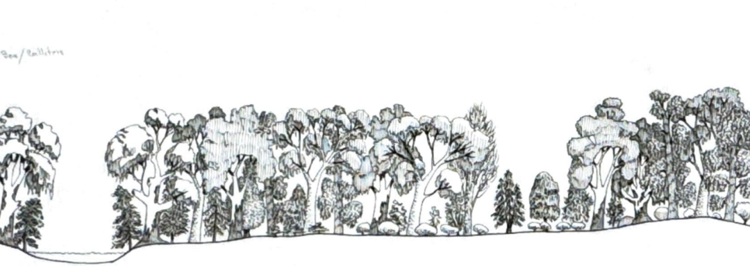 Savernake 1