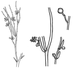 Apophyllum anomalum