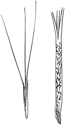 Aristida jerichoensis