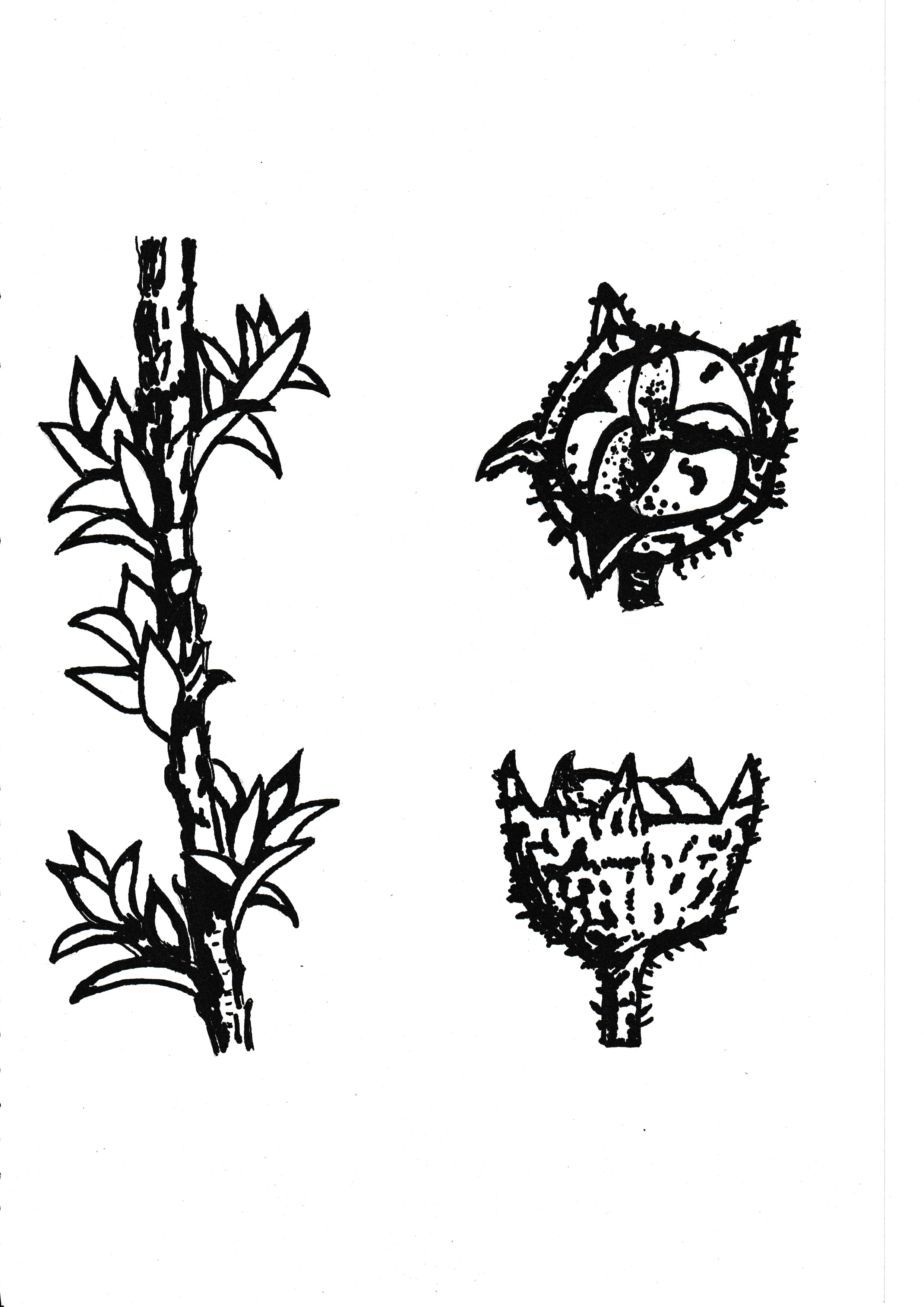 Gaudium divaricatum