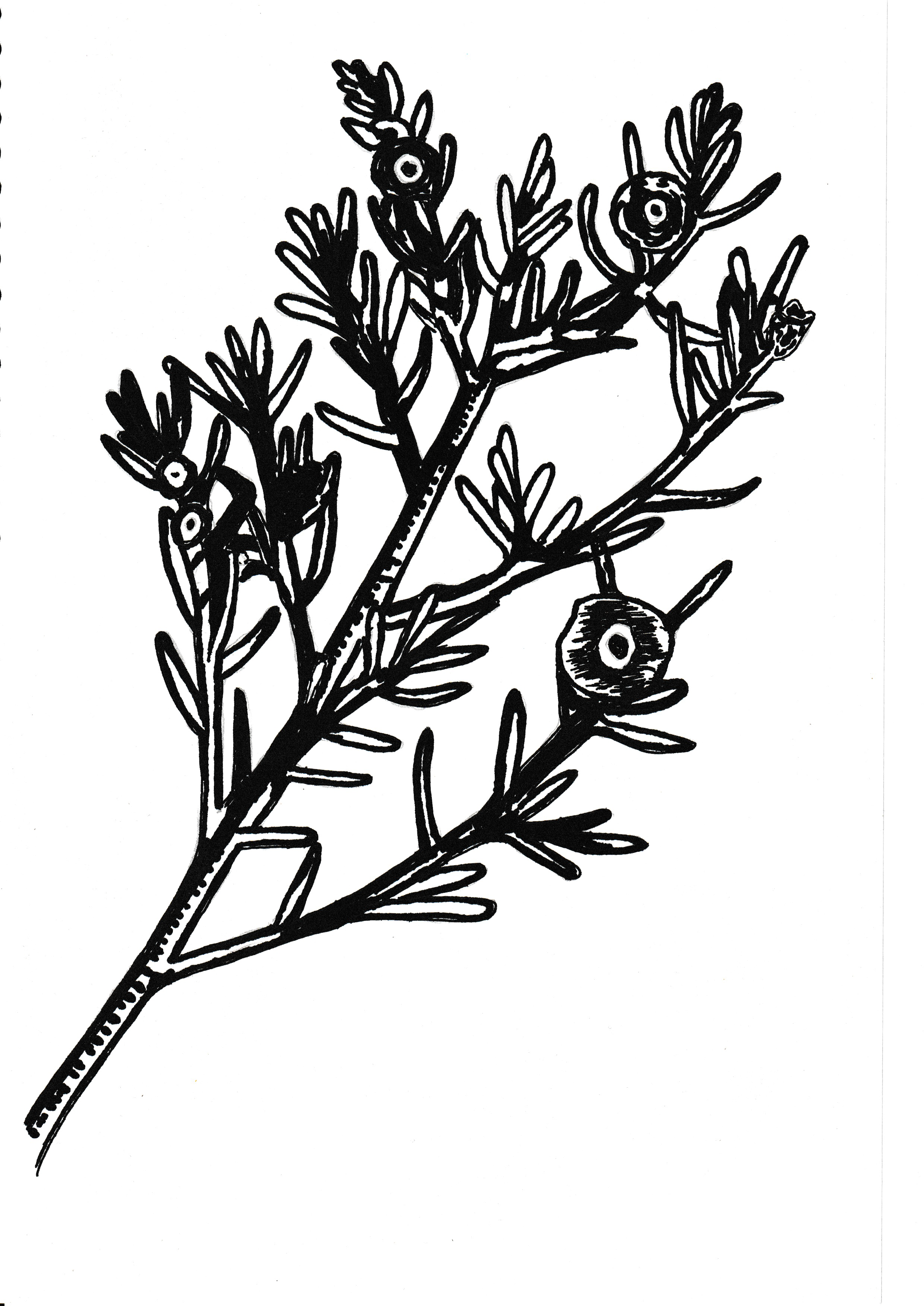Maireana species