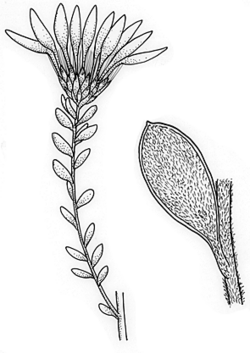 Olearia pimeleoides