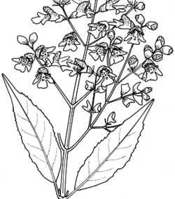 Prostanthera lasianthos