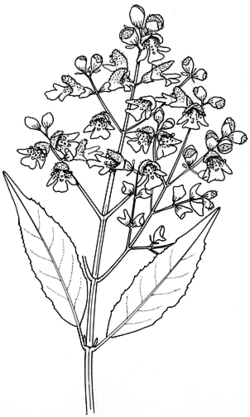 Prostanthera lasianthos