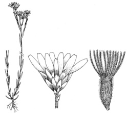 Rhodanthe corymbiflora