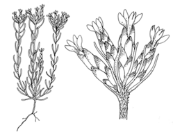Rhodanthe pygmaea