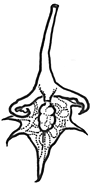 Rumex tenax
