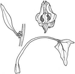 Scleroblitum atriplicinum