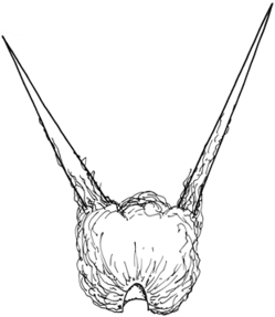 Sclerolaena bicornis
