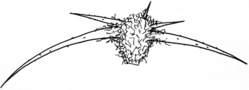 Sclerolaena birchii