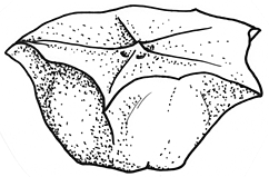 Sclerolaena brachyptera