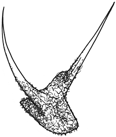 Sclerolaena diacantha