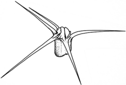Sclerolaena intricata