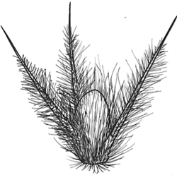 Sclerolaena lanicuspis