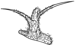 Sclerolaena obliquicuspis