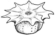 Sclerolaena stelligera