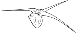 Sclerolaena tricuspis