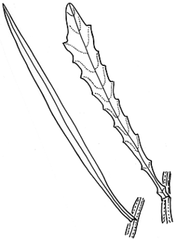 Senecio cunninghamii