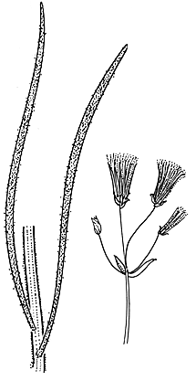 Senecio quadridentatus