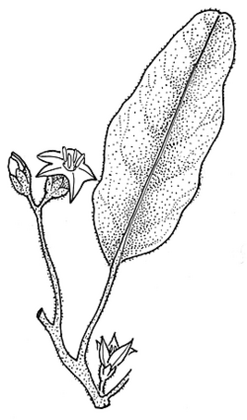 Solanum esuriale