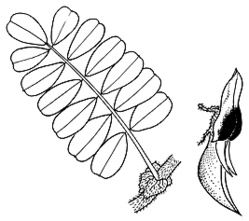 Swainsona formosa