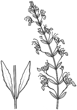 Teucrium racemosum