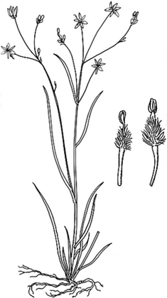 Tricoryne elatior