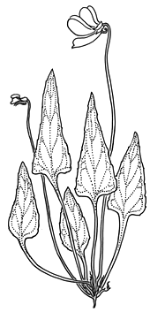 Viola betonicifolia