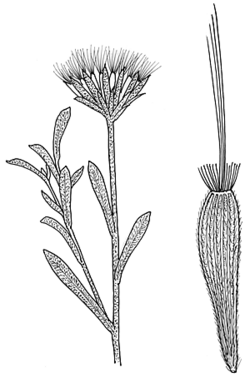 Vittadinia gracilis