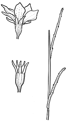 Wahlenbergia fluminalis