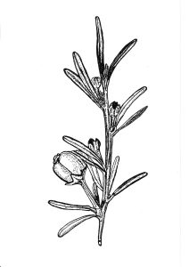 Beyeria lechenaultii
