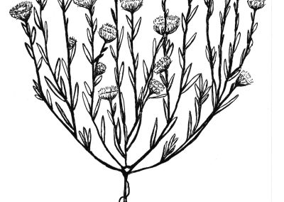 Leptorhynchos orientale