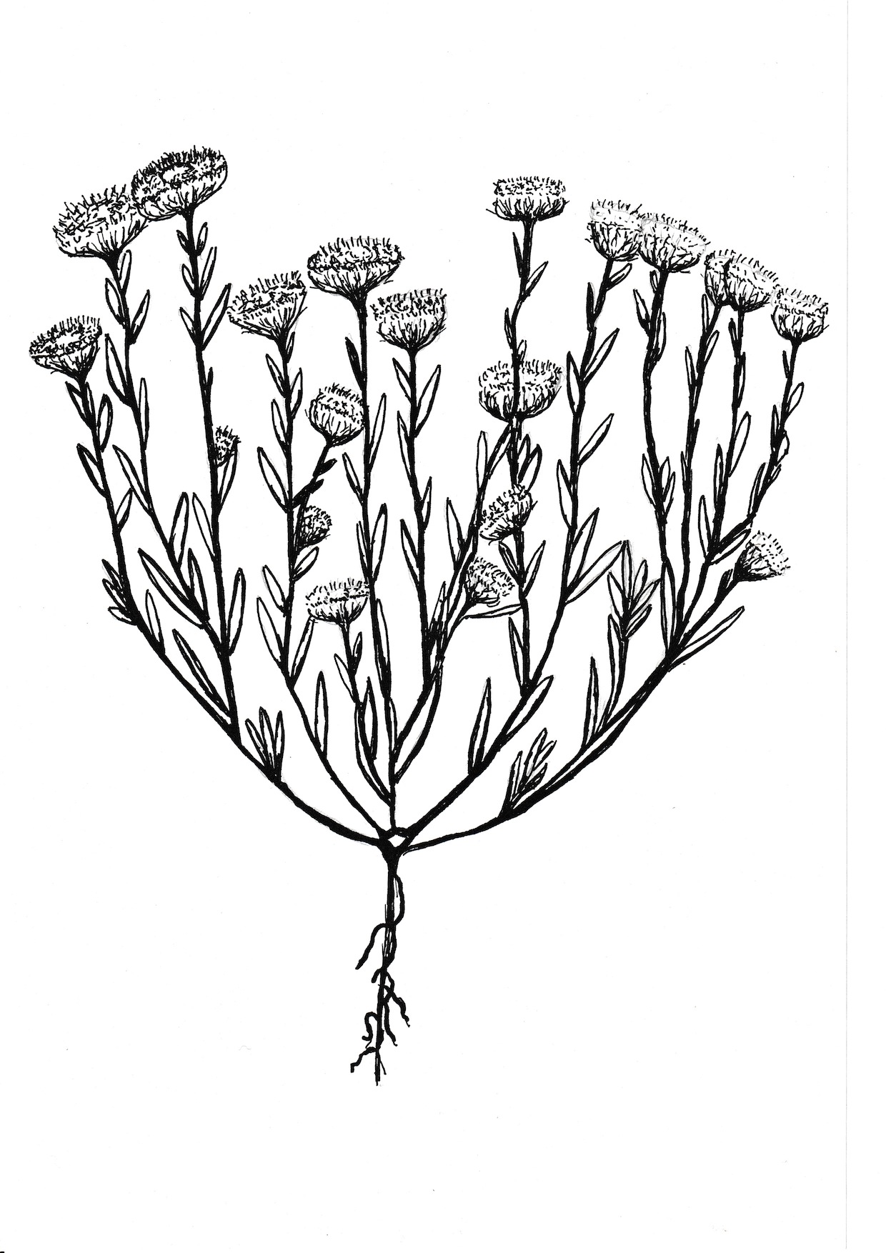 Leptorhynchos orientale