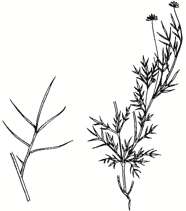 Brachyscome spp.