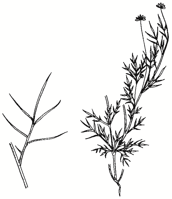 Brachyscome spp.