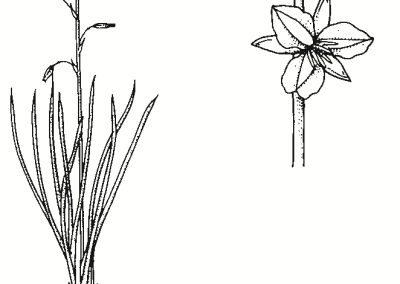 Arthropodium strictum