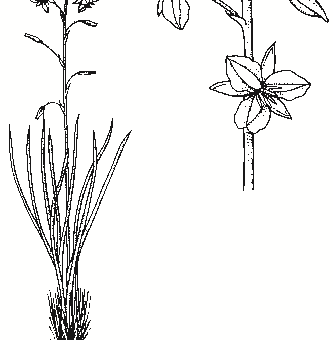 Arthropodium strictum