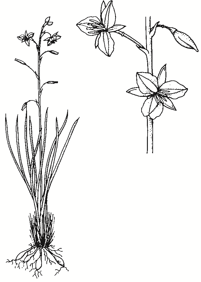 Arthropodium strictum