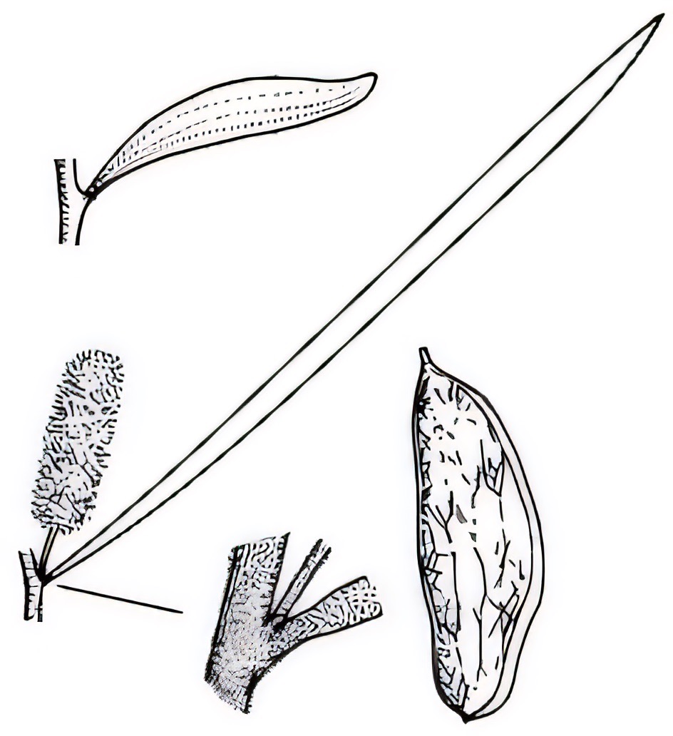 Acacia aneura